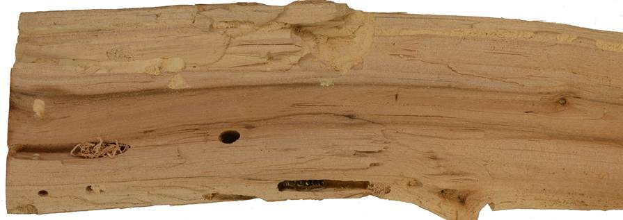 Pg CZ Sorbus torminalis.JPG